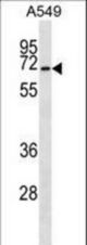 CSRNP3 Antibody western blot of A549 cell line lysates (35 ug/lane). The CSRNP3 antibody detected the CSRNP3 protein (arrow).