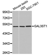 Western blot analysis of extracts of various cell lines, using GAL3ST1 antibody.