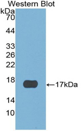 Western blot of recombinant CST6.