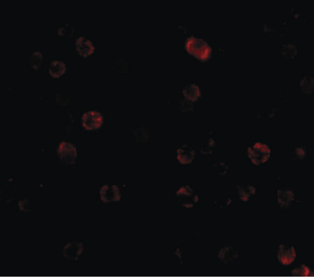 Immunofluorescence of IKKa in HeLa cells with IKKa antibody at 2 ug/ml.