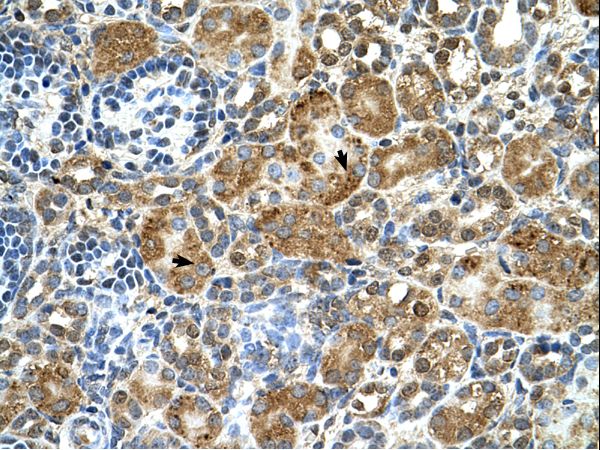 CSTB / Stefin B antibody LS-C80765 was used in IHC to stain formalin-fixed, paraffin-embedded human kidney.