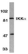 Western blot of IKKa in HeLa whole cell lysate with IKKa antibody at 1:500 dilution.