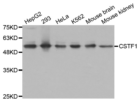 Western blot analysis of extracts of various cell lines, using CSTF1 antibody.