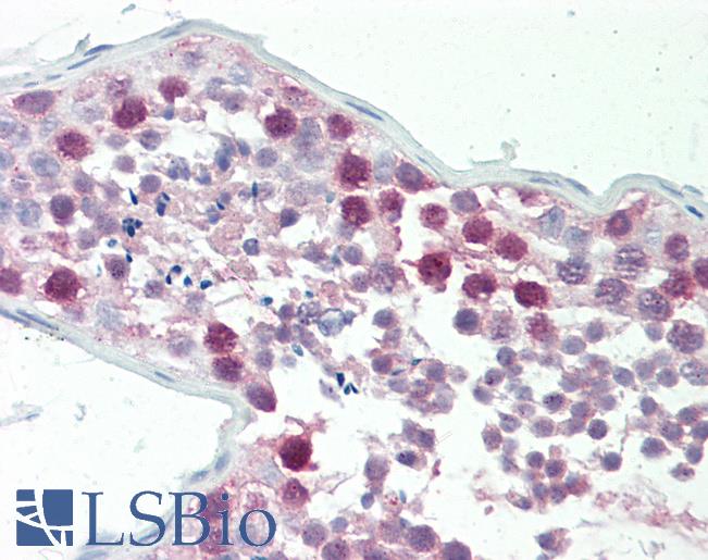 Anti-CSTF1 antibody IHC staining of human testis. Immunohistochemistry of formalin-fixed, paraffin-embedded tissue after heat-induced antigen retrieval. Antibody LS-B9941 concentration 10 ug/ml.
