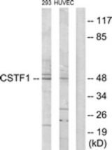 Western blot of extracts from HUVEC/293 cells, using CSTF1 Antibody. The lane on the right is treated with the synthesized peptide.
