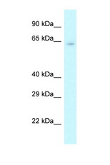 CSTF2 antibody LS-C145690 Western blot of Mouse Pancreas lysate. Antibody concentration 1 ug/ml.