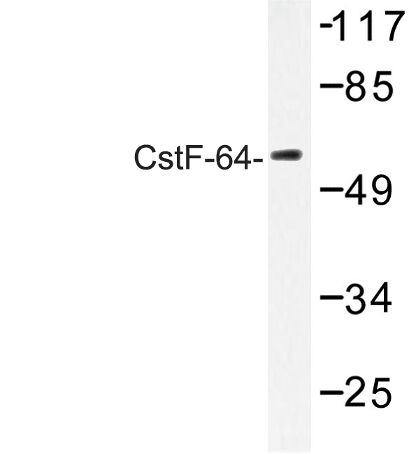 Western blot of CstF-64 (R46) pAb in extracts from 293 cells.