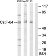 Western blot of extracts from 293/K562/Jurkat cells, using CSTF2 Antibody. The lane on the right is treated with the synthesized peptide.
