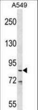 DDX53 Antibody western blot of A549 cell line lysates (35 ug/lane). The DDX53 antibody detected the DDX53 protein (arrow).