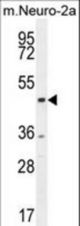 CTBP1 Antibody western blot of mouse Neuro-2a cell line lysates (35 ug/lane). The CTBP1 antibody detected the CTBP1 protein (arrow).