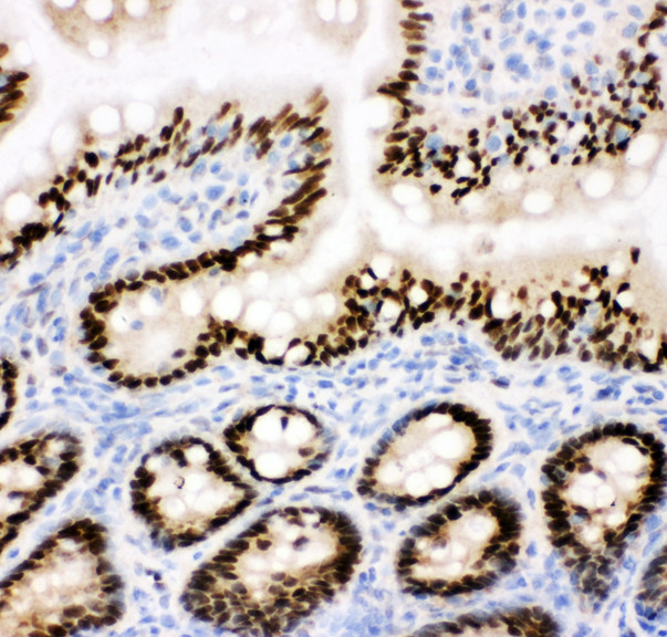 CTBP2 antibody. IHC(F): Rat Intestine Tissue.