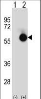 Western blot of CTBP2 (arrow) using rabbit polyclonal CTBP2 Antibody. 293 cell lysates (2 ug/lane) either nontransfected (Lane 1) or transiently transfected (Lane 2) with the CTBP2 gene.