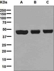Western blot analysis on (A) HeLa, (B) SKBR-3, and (C) Saos-2 cell lysates using anti-CTBP2 antibody.