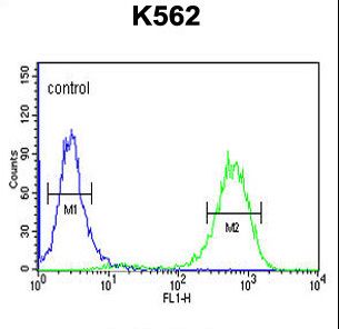 CQ068 Antibody flow cytometry of K562 cells (right histogram) compared to a negative control cell (left histogram). FITC-conjugated goat-anti-rabbit secondary antibodies were used for the analysis.