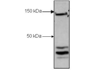 Western blot of Rabbit Anti-CTCF antibody. Lane 1: H929 nuclear cell lysates. Load: 30 ug per lane. Primary antibody: CTCF antibody at 1.2 g/mL for overnight at 4C. Secondary antibody: IRDye800 rabbit secondary antibody at 1:5000 for 45 min at RT. Block: 3% BSA overnight at 4C. Predicted/Observed size: 82.8 kDa or 150 kDa for CTCF. Other band(s): CTCF splice variants.