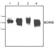 Western blot of CTCFL / BORIS antibody LS-C147013.