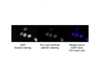 Immunocytochemistry/ Immunofluorescence - RNA polymerase II CTD repeat YSPTSPS (phospho S5) antibody [8A7] in Human HeLa cells