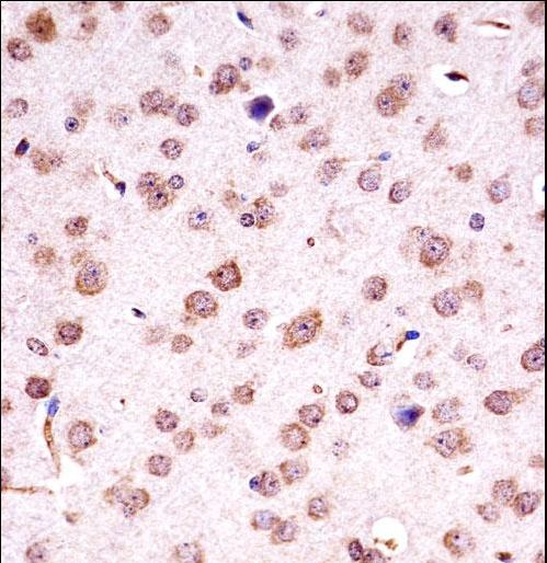 Mouse Chuk Antibody immunohistochemistry of formalin-fixed and paraffin-embedded mouse brain tissue followed by peroxidase-conjugated secondary antibody and DAB staining.