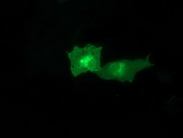 Anti-CTDSP1 mouse monoclonal antibody immunofluorescent staining of COS7 cells transiently transfected by pCMV6-ENTRY CTDSP1.