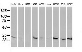 Western blot of extracts (35ug) from 9 different cell lines by using anti-CTDSP1 monoclonal antibody.