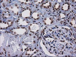 IHC of paraffin-embedded Human Kidney tissue using anti-CTDSP1 mouse monoclonal antibody.