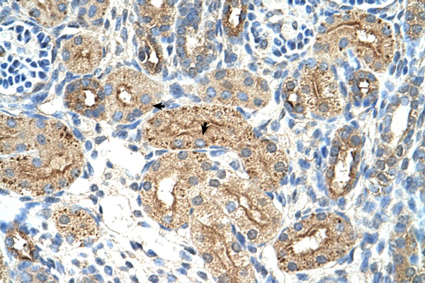 CTDSPL antibody LS-C40376 IHC of formalin-fixed, paraffin-embedded human Kidney. Positive label: Epithelial cells of renal tubule indicated with arrows. Antibody concentration 4-8 ug/ml. Magnification 400X.