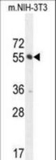 CTDSPL2 Antibody western blot of mouse NIH-3T3 cell line lysates (35 ug/lane). The CTDSPL2 antibody detected the CTDSPL2 protein (arrow).