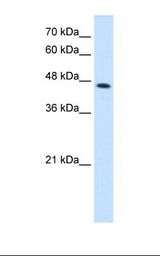 HepG2 cell lysate. Antibody concentration: 2.5 ug/ml. Gel concentration: 12%.