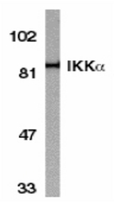 Western blot of IKKa in HeLa whole cell lysate with IKKa antibody at 1:1000 dilution.