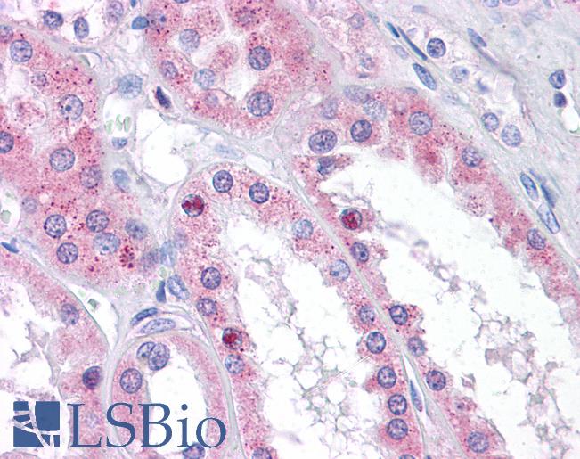 Anti-THEM4 antibody IHC of human kidney. Immunohistochemistry of formalin-fixed, paraffin-embedded tissue after heat-induced antigen retrieval. Antibody LS-B5009 concentration 5 ug/ml.