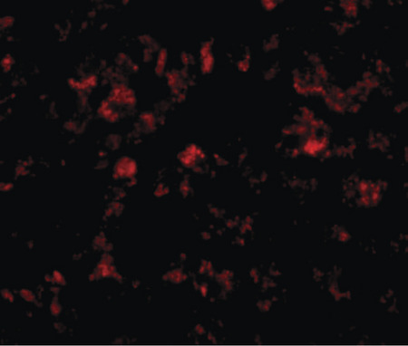 Immunofluorescence of THEM4 in human liver tissue with THEM4 antibody at 20 ug/ml.