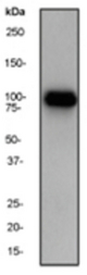 Western blot analysis on mouse brain lysate using anti-alpha 2 Catenin antibody, dilution 1:2000.