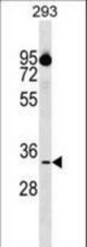CIAPIN1 Antibody western blot of 293 cell line lysates (35 ug/lane). The CIAPIN1 antibody detected the CIAPIN1 protein (arrow).