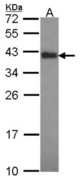 Sample (30 ug of whole cell lysate). A: H1299. 12% SDS PAGE. Anamorsin antibody. CIAPIN1 / Anamorsin antibody diluted at 1:1000.