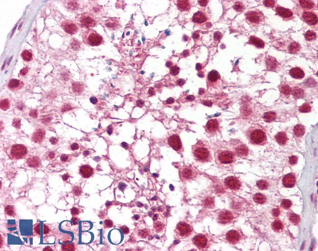 Anti-CTNNBL1 antibody IHC of human testis. Immunohistochemistry of formalin-fixed, paraffin-embedded tissue after heat-induced antigen retrieval. Antibody LS-B7040 concentration 5 ug/ml.