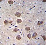 CTNND2 Antibody immunohistochemistry of formalin-fixed and paraffin-embedded human brain tissue followed by peroxidase-conjugated secondary antibody and DAB staining.