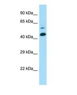 Western blot of Ctns Antibody - middle region in Mouse Lung cells lysate.