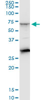 CTNS monoclonal antibody (M09), clone 5G6. Western Blot analysis of CTNS expression in Raw 264.7.