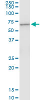 CTNS monoclonal antibody (M09), clone 5G6. Western Blot analysis of CTNS expression in PC-12.