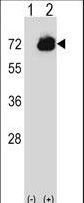 Western blot of CTPS2 (arrow) using rabbit polyclonal CTPS2 Antibody. 293 cell lysates (2 ug/lane) either nontransfected (Lane 1) or transiently transfected (Lane 2) with the CTPS2 gene.