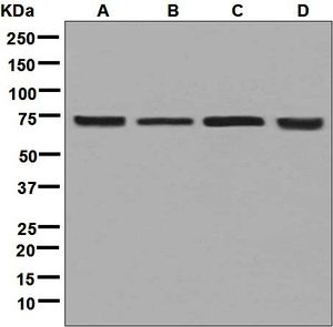 Western blot analysis on (A) Raji, (B) HepG2, (C) HeLa, and (D) U87-MG cell lysates using anti-CTPS antibody.