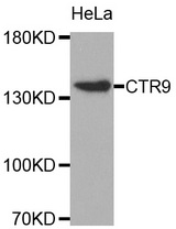 Western blot analysis of extracts of HeLa cell line, using CTR9 antibody.
