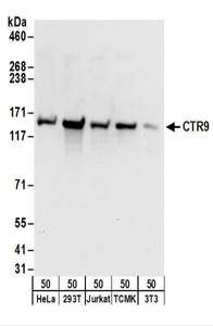 Detection of Human and Mouse CTR9 by Western Blot. Samples: Whole cell lysate (50 ug) from HeLa, 293T, Jurkat, mouse TCMK-1, and mouse NIH3T3 cells. Antibodies: Affinity purified rabbit anti-CTR9 antibody used for WB at 0.1 ug/ml. Detection: Chemiluminescence with an exposure time of 10 seconds.