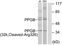 Western blot of extracts from 293/Jurkat cells, treated with etoposide 25 uM 1h, using PPGB (32k, Cleaved-Arg326) Antibody. The lane on the right is treated with the synthesized peptide.
