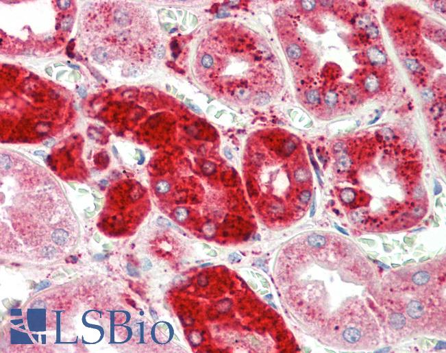 Anti-CTSC / Cathepsin C / JP antibody IHC staining of human kidney. Immunohistochemistry of formalin-fixed, paraffin-embedded tissue after heat-induced antigen retrieval. Antibody LS-B10387 concentration 5 ug/ml.