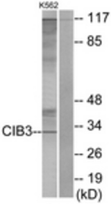 Western blot of extracts from K562 cells, using CIB3 Antibody. The lane on the right is treated with the synthesized peptide.