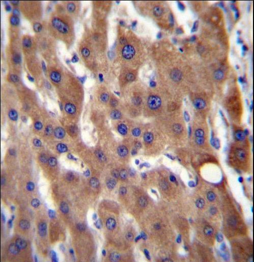 CIB4 Antibody immunohistochemistry of formalin-fixed and paraffin-embedded human liver tissue followed by peroxidase-conjugated secondary antibody and DAB staining.