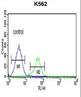 CTSE Antibody flow cytometry of K562 cells (right histogram) compared to a negative control cell (left histogram). FITC-conjugated goat-anti-rabbit secondary antibodies were used for the analysis.