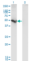Western Blot analysis of CTSE expression in transfected 293T cell line by CTSE monoclonal antibody (M10), clone 2D5.Lane 1: CTSE transfected lysate (Predicted MW: 42.8 KDa).Lane 2: Non-transfected lysate.