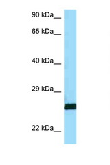 CTSH / Cathepsin H antibody LS-C146480 Western blot of A549 Cell lysate. Antibody concentration 1 ug/ml.